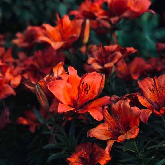 Meet your Posher, Carol - Picture 1 of 1